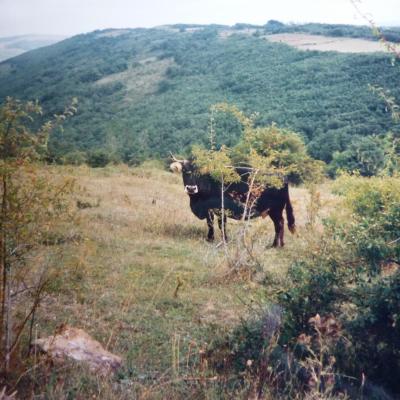 Vaca